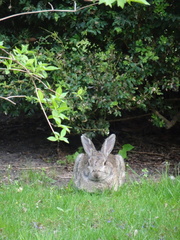Oryctolagus cuniculus