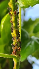 Aphididae