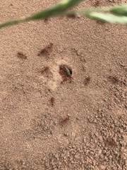 Pogonomyrmex comanche