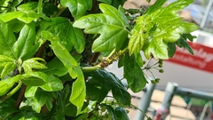 Aphididae