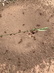 Pogonomyrmex comanche