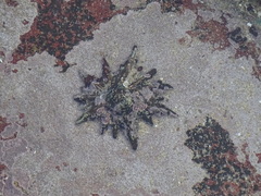 Scutellastra longicosta