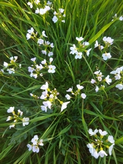 Cardamine pratensis