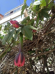 Passifloraceae
