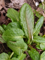 Rumex obtusifolius