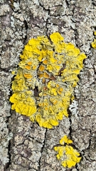 Xanthoria parietina