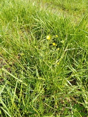 Ranunculus variabilis