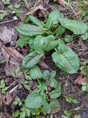 Rumex obtusifolius