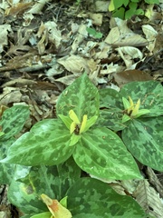 Trillium discolor