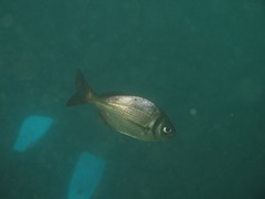 Boopsoidea inornata