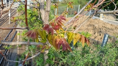 Ailanthus altissima