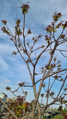 Ailanthus altissima
