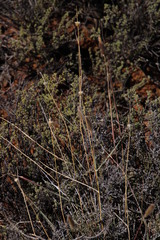 Fingerhuthia africana