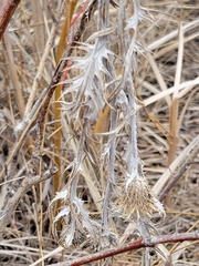 Cirsium flodmanii