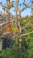Ailanthus altissima