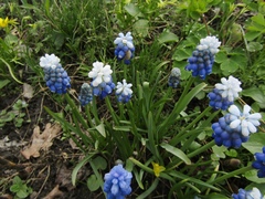 Muscari aucheri