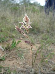 Gladiolus permeabilis edulis