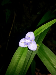 Tradescantia subaspera