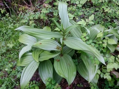 Veratrum californicum