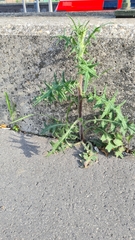 Cirsium vulgare