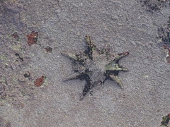 Scutellastra longicosta