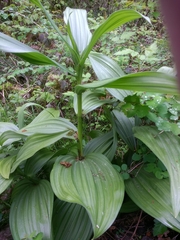 Veratrum californicum