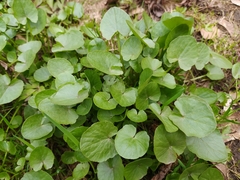 Ficaria verna