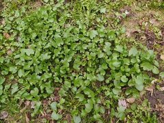 Ficaria verna