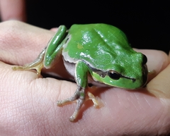 Hyla arborea