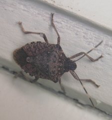 Halyomorpha halys
