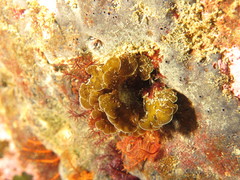 Exallosorus harveyanus