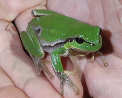 Hyla arborea