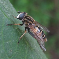 Helophilus pendulus