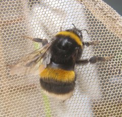 Bombus
