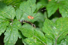 Pseudogagrella splendens