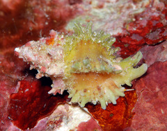 Attiliosa caledonica