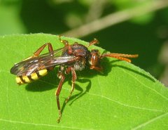 Nomada