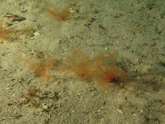Thyone aurea