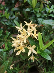 Ixora coccinea