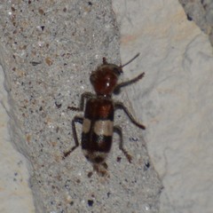 Enoclerus quadrisignatus