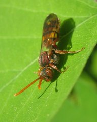 Nomada