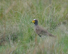 Vanellus senegallus lateralis