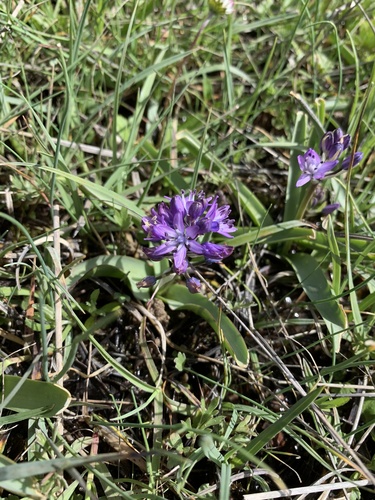 Scilla paui