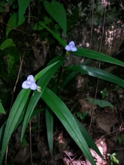 Tradescantia subaspera