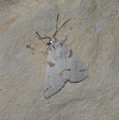 Euerythra trimaculata