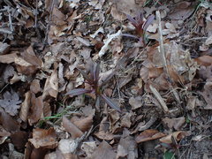 Chamaenerion angustifolium