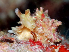 Attiliosa caledonica