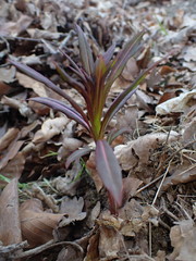 Chamaenerion angustifolium