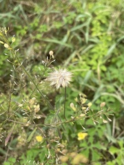 Tridax procumbens image