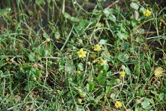 Ranunculus natans